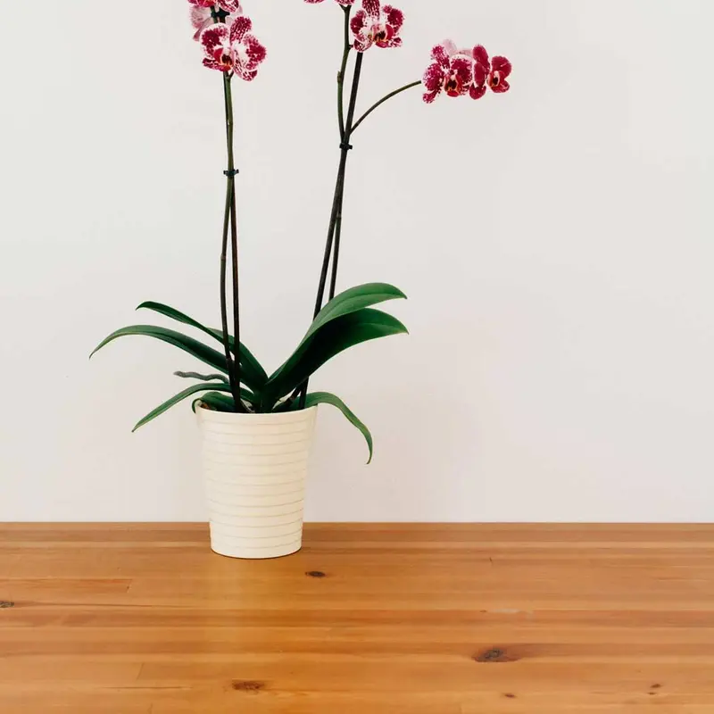Orchid